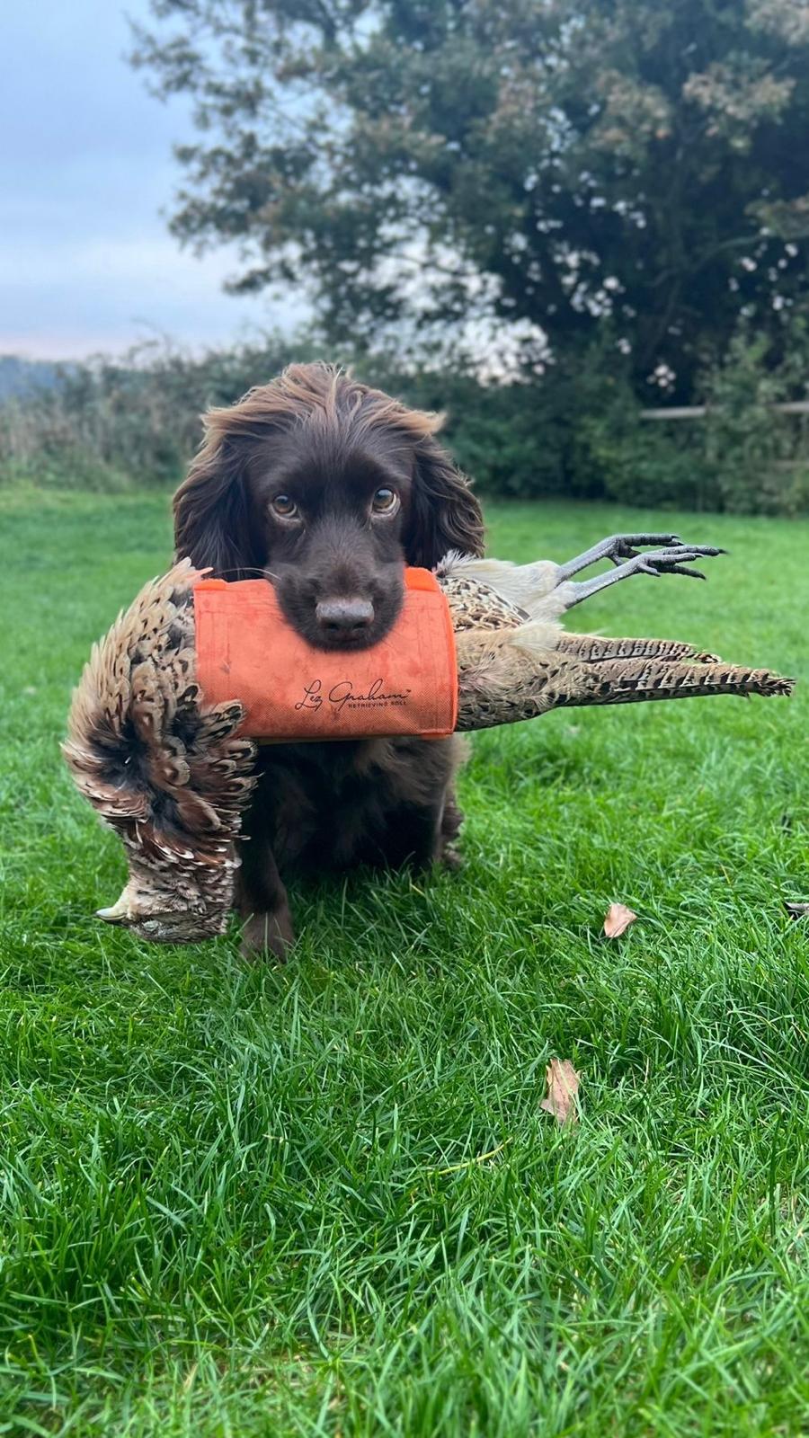 Adhara Dog Training's Bella with a Retrieving Roll over cold game