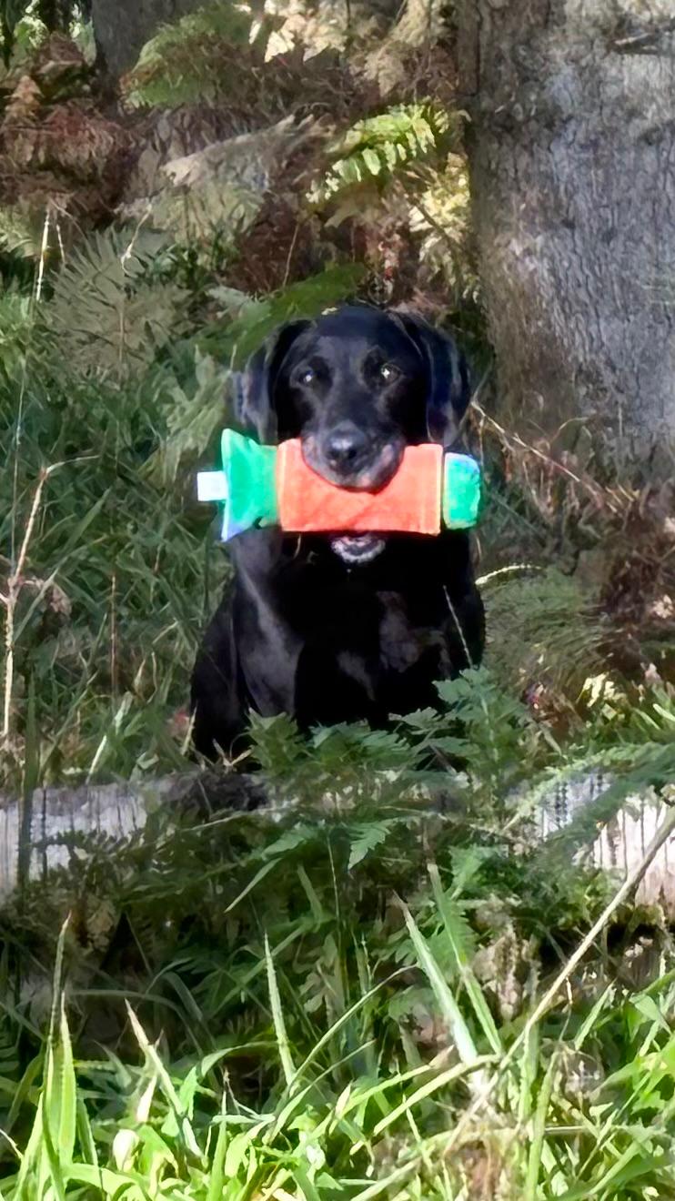 Dante with an orange Retrieving Roll over a canvas dummy